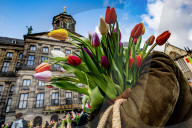 FEATURE -  Mitten im Januar: Nationaler Tulpentag in Amsterdam