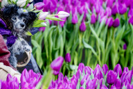 FEATURE -  Mitten im Januar: Nationaler Tulpentag in Amsterdam