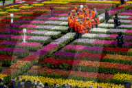 FEATURE -  Mitten im Januar: Nationaler Tulpentag in Amsterdam
