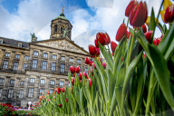 FEATURE -  Mitten im Januar: Nationaler Tulpentag in Amsterdam