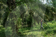 NEWS - Palmöl-Plantage in Nord-Aceh, Indonesien