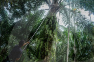 NEWS - Palmöl-Plantage in Nord-Aceh, Indonesien