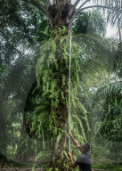 NEWS - Palmöl-Plantage in Nord-Aceh, Indonesien