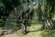 NEWS - Palmöl-Plantage in Nord-Aceh, Indonesien
