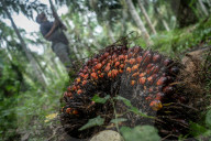 NEWS - Palmöl-Plantage in Nord-Aceh, Indonesien