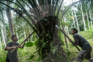 NEWS - Palmöl-Plantage in Nord-Aceh, Indonesien