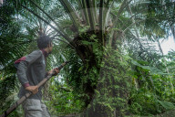 NEWS - Palmöl-Plantage in Nord-Aceh, Indonesien