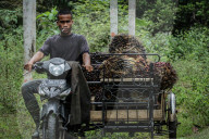 NEWS - Palmöl-Plantage in Nord-Aceh, Indonesien
