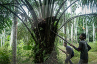 NEWS - Palmöl-Plantage in Nord-Aceh, Indonesien