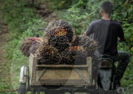 NEWS - Palmöl-Plantage in Nord-Aceh, Indonesien
