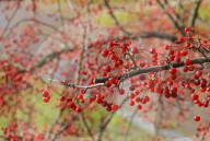 Strauch-Apfel, Strauchapfel, Zierapfel, Zier-Apfel, Malus toringo, Malus toringo var. sargentii, Malus sargentii, Sargent Crapapple
