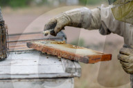 'Like sending bees to war': the deadly truth behind your almond milk obsession. Bees are essential to the functioning of America’s titanic almond industry – and billions are dying in the process.