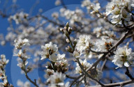 'Like sending bees to war': the deadly truth behind your almond milk obsession. Bees are essential to the functioning of America’s titanic almond industry – and billions are dying in the process.