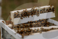 'Like sending bees to war': the deadly truth behind your almond milk obsession. Bees are essential to the functioning of America’s titanic almond industry – and billions are dying in the process.