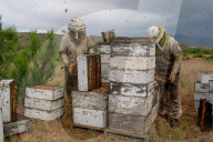'Like sending bees to war': the deadly truth behind your almond milk obsession. Bees are essential to the functioning of America’s titanic almond industry – and billions are dying in the process.