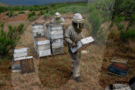 'Like sending bees to war': the deadly truth behind your almond milk obsession. Bees are essential to the functioning of America’s titanic almond industry – and billions are dying in the process.