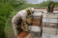 'Like sending bees to war': the deadly truth behind your almond milk obsession. Bees are essential to the functioning of America’s titanic almond industry – and billions are dying in the process.