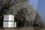 'Like sending bees to war': the deadly truth behind your almond milk obsession. Bees are essential to the functioning of America’s titanic almond industry – and billions are dying in the process.
