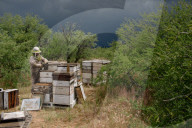 'Like sending bees to war': the deadly truth behind your almond milk obsession. Bees are essential to the functioning of America’s titanic almond industry – and billions are dying in the process.