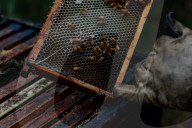 'Like sending bees to war': the deadly truth behind your almond milk obsession. Bees are essential to the functioning of America’s titanic almond industry – and billions are dying in the process.