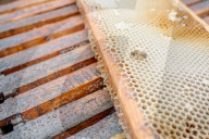 'Like sending bees to war': the deadly truth behind your almond milk obsession. Bees are essential to the functioning of America’s titanic almond industry – and billions are dying in the process.