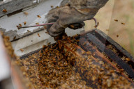 'Like sending bees to war': the deadly truth behind your almond milk obsession. Bees are essential to the functioning of America’s titanic almond industry – and billions are dying in the process.