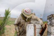 'Like sending bees to war': the deadly truth behind your almond milk obsession. Bees are essential to the functioning of America’s titanic almond industry – and billions are dying in the process.