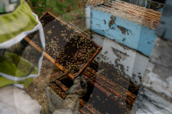 'Like sending bees to war': the deadly truth behind your almond milk obsession. Bees are essential to the functioning of America’s titanic almond industry – and billions are dying in the process.