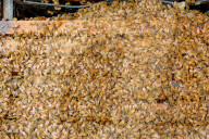 'Like sending bees to war': the deadly truth behind your almond milk obsession. Bees are essential to the functioning of America’s titanic almond industry – and billions are dying in the process.
