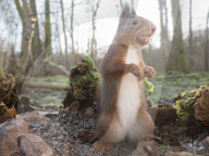 FEATURE - Fotograf gelingt verblüffende Nahaufnahmen von Eichhörnchen