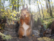 FEATURE - Fotograf gelingt verblüffende Nahaufnahmen von Eichhörnchen