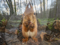 FEATURE - Fotograf gelingt verblüffende Nahaufnahmen von Eichhörnchen