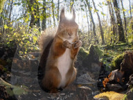 FEATURE - Fotograf gelingt verblüffende Nahaufnahmen von Eichhörnchen