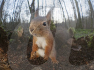 FEATURE - Fotograf gelingt verblüffende Nahaufnahmen von Eichhörnchen