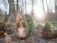 FEATURE - Fotograf gelingt verblüffende Nahaufnahmen von Eichhörnchen