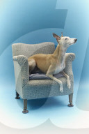 When will I be famous? Oscar the whippet’s bid for Instagram fame. Petfluencers rule the internet. 