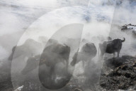 FEATURE - Wasserbüffel werden in der Thermalquelle in Bitlis, Türkei,  gewaschen