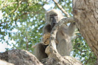 FEATURE -  Pavian schleppt Löwenjunges auf den Baum