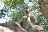 FEATURE -  Pavian schleppt Löwenjunges auf den Baum