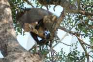 FEATURE -  Pavian schleppt Löwenjunges auf den Baum