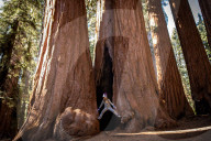 'This is not how sequoias die. It’s supposed to stand for another 500 years'. Twenty-eight giant sequoias have died from an interaction between bark beetles, drought stress and fire since 2014, according to a joint National Park Service and US Geological