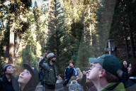 'This is not how sequoias die. It’s supposed to stand for another 500 years'. Twenty-eight giant sequoias have died from an interaction between bark beetles, drought stress and fire since 2014, according to a joint National Park Service and US Geological