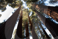 'This is not how sequoias die. It’s supposed to stand for another 500 years'. Twenty-eight giant sequoias have died from an interaction between bark beetles, drought stress and fire since 2014, according to a joint National Park Service and US Geological