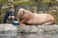 FEATURE - Drei spanische Walrösser ziehen bei Hagenbeck in Hamburg ein