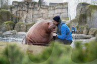 FEATURE - Drei spanische Walrösser ziehen bei Hagenbeck in Hamburg ein