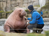 FEATURE - Drei spanische Walrösser ziehen bei Hagenbeck in Hamburg ein