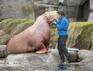 FEATURE - Drei spanische Walrösser ziehen bei Hagenbeck in Hamburg ein