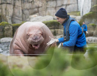 FEATURE - Drei spanische Walrösser ziehen bei Hagenbeck in Hamburg ein