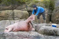 FEATURE - Drei spanische Walrösser ziehen bei Hagenbeck in Hamburg ein