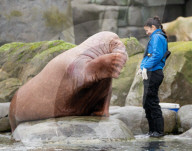 FEATURE - Drei spanische Walrösser ziehen bei Hagenbeck in Hamburg ein